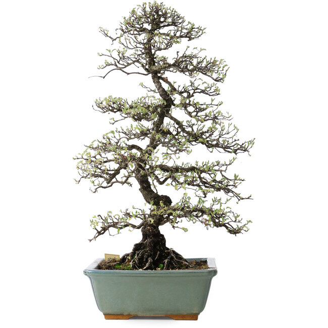 Osteomeles, 62 cm, ± 20 anni, con fiori bianchi e bacche dal viola al blu