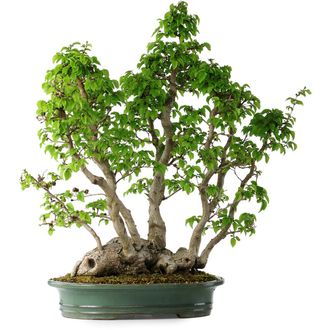 Carpinus coreana, 68 cm, ± 30 anni