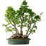 Carpinus coreana, 68 cm, ± 30 ans
