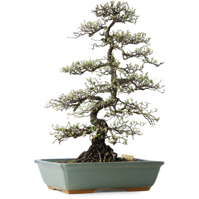 Osteomeles, 62 cm, ± 20 años, con flores blancas y bayas de color púrpura a azul.