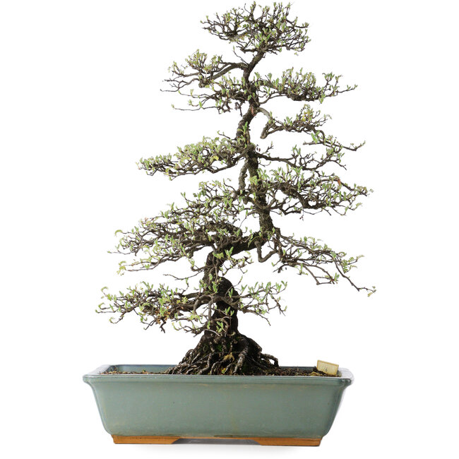 Osteomeles, 62 cm, ± 20 years old, with white flowers and purple to blue berries