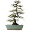 Osteomeles, 62 cm, ± 20 años, con flores blancas y bayas de color púrpura a azul.