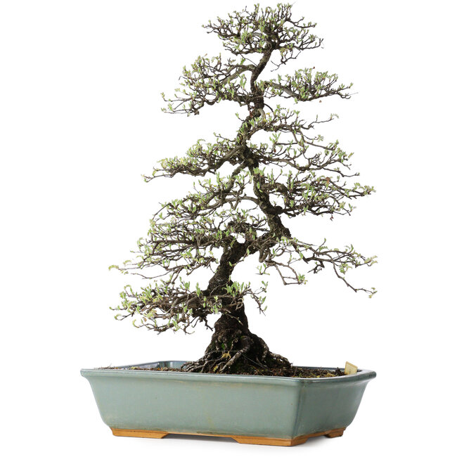 Osteomeles, 62 cm, ± 20 jaar oud, met witte bloemen en paarse tot blauwe bessen