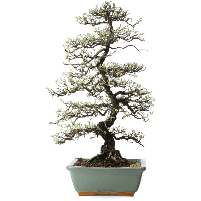 Osteomeles, 62 cm, ± 20 anni, con fiori bianchi e bacche dal viola al blu