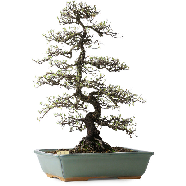 Osteomeles, 62 cm, ± 20 ans, à fleurs blanches et baies violettes à bleues