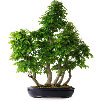 Carpinus coreana, 80 cm, ± 30 jaar oud