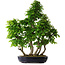 Carpinus coreana, 80 cm, ± 30 years old