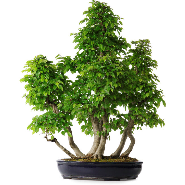 Carpinus coreana, 80 cm, ± 30 años