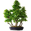 Carpinus coreana, 80 cm, ± 30 anni