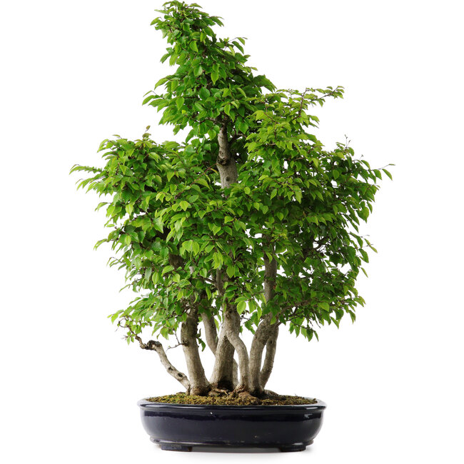 Carpinus coreana, 80 cm, ± 30 years old