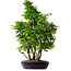 Carpinus coreana, 80 cm, ± 30 anni