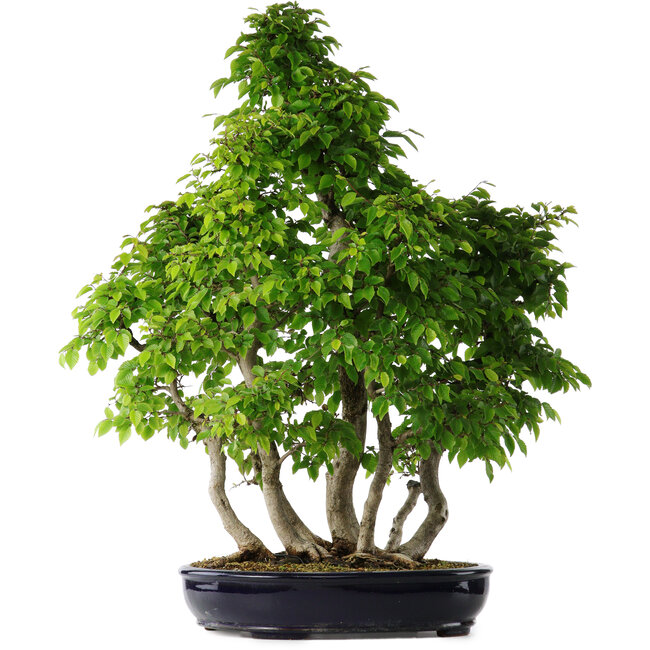 Carpinus coreana, 80 cm, ± 30 years old