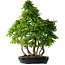 Carpinus coreana, 80 cm, ± 30 anni