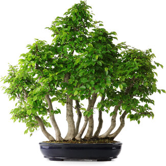 Carpinus coreana, 75 cm, ± 30 jaar oud