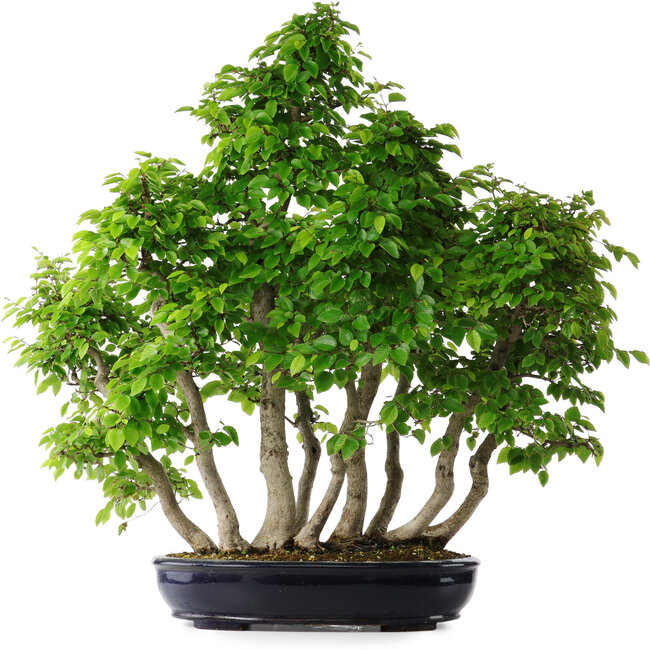 Carpinus coreana, 75 cm, ± 30 anni
