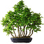 Carpinus coreana, 75 cm, ± 30 years old