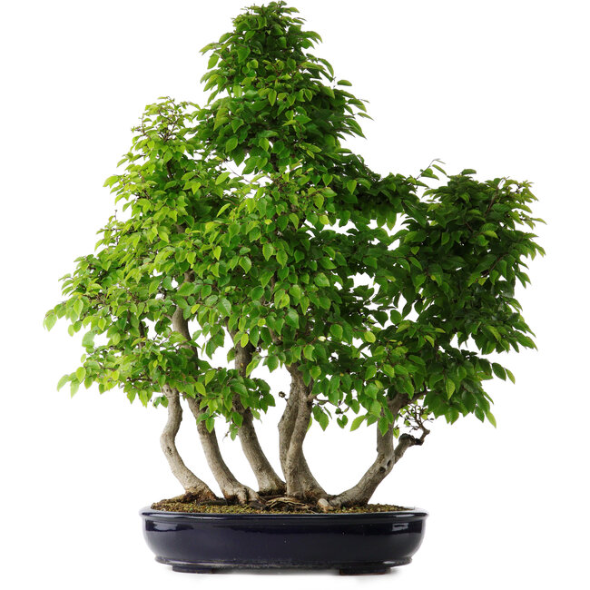Carpinus coreana, 80 cm, ± 30 Jahre alt