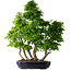 Carpinus coreana, 80 cm, ± 30 anni