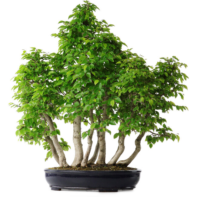 Carpinus coreana, 75 cm, ± 30 ans