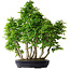 Carpinus coreana, 75 cm, ± 30 years old