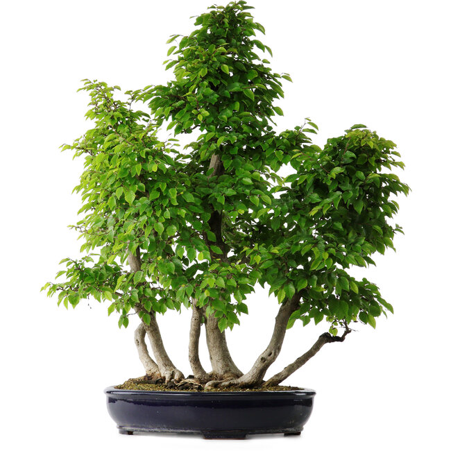 Carpinus coreana, 80 cm, ± 30 años