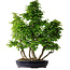 Carpinus coreana, 80 cm, ± 30 anni