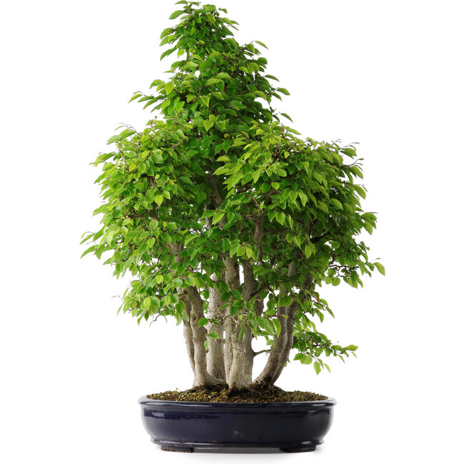 Carpinus coreana, 75 cm, ± 30 ans