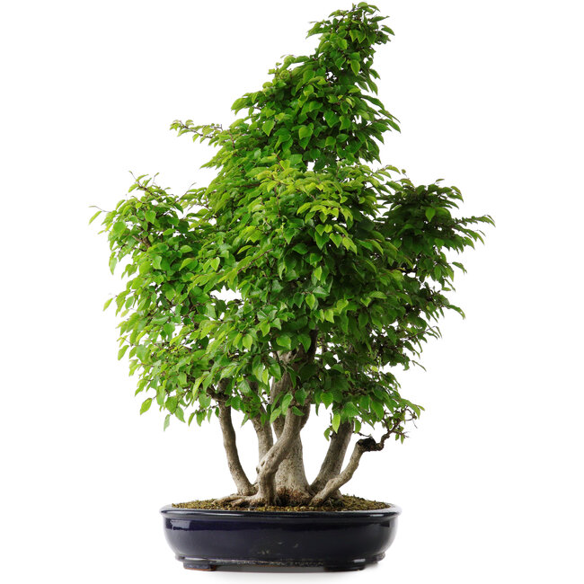 Carpinus coreana, 80 cm, ± 30 anni