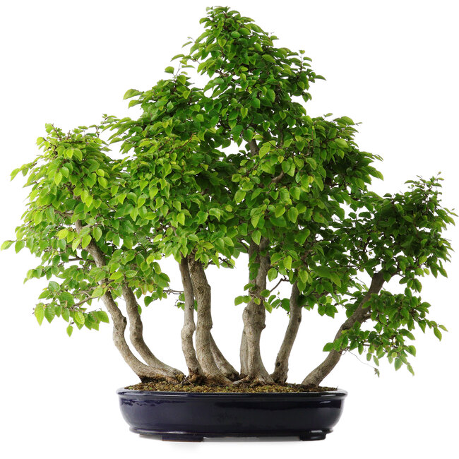 Carpinus coreana, 75 cm, ± 30 años