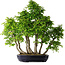 Carpinus coreana, 75 cm, ± 30 years old