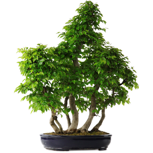 Carpinus coreana, 80 cm, ± 30 years old