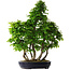 Carpinus coreana, 80 cm, ± 30 anni