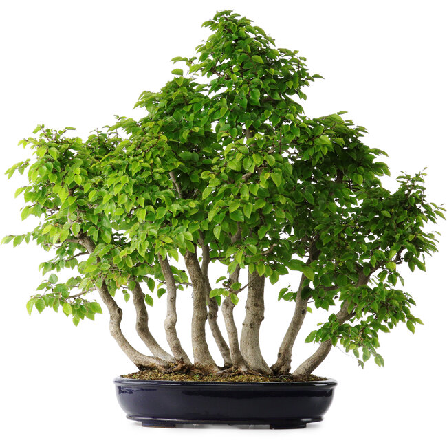 Carpinus coreana, 75 cm, ± 30 años