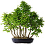 Carpinus coreana, 75 cm, ± 30 years old