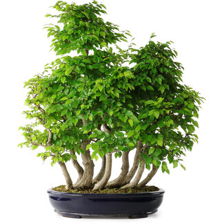 Carpinus coreana, 67 cm, ± 30 jaar oud