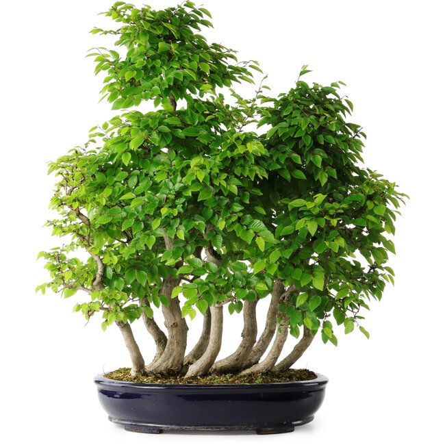 Carpinus coreana, 67 cm, ± 30 anni