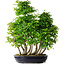 Carpinus coreana, 67 cm, ± 30 anni