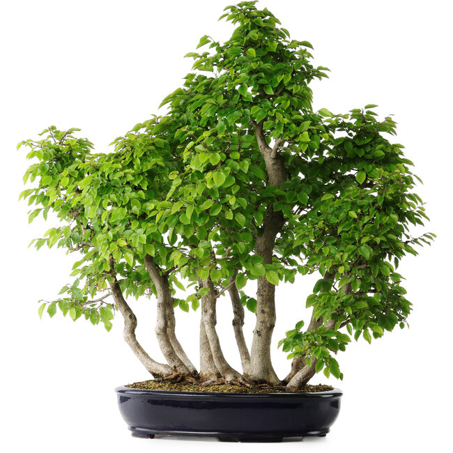 Carpinus coreana, 75 cm, ± 30 years old