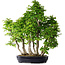 Carpinus coreana, 75 cm, ± 30 years old