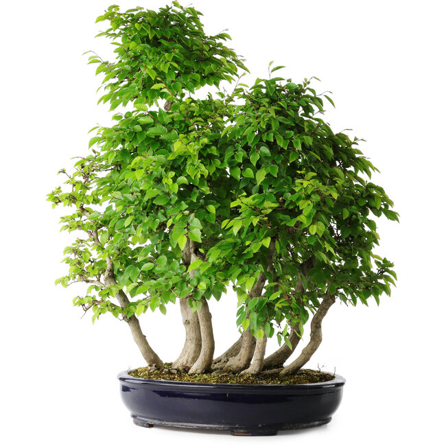 Carpinus coreana, 67 cm, ± 30 Jahre alt