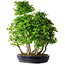 Carpinus coreana, 67 cm, ± 30 anni