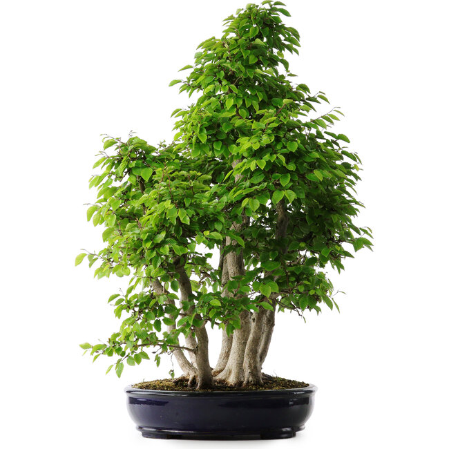 Carpinus coreana, 75 cm, ± 30 años