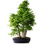 Carpinus coreana, 75 cm, ± 30 years old