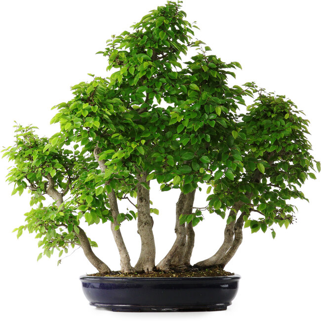 Carpinus coreana, 75 cm, ± 30 años