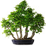 Carpinus coreana, 75 cm, ± 30 Jahre alt