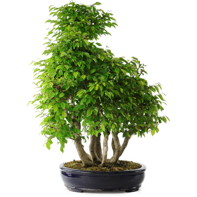Carpinus coreana, 67 cm, ± 30 jaar oud