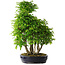 Carpinus coreana, 67 cm, ± 30 ans