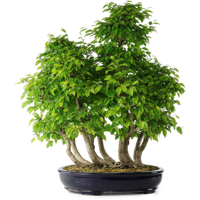 Carpinus coreana, 67 cm, ± 30 years old