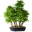 Carpinus coreana, 67 cm, ± 30 anni