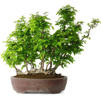 Carpinus coreana, 55 cm, ± 30 jaar oud